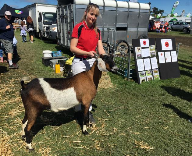 Abagael Carden-Holdstock leads nubian dairy goat Cupcake, which won its fair share of ribbons. 