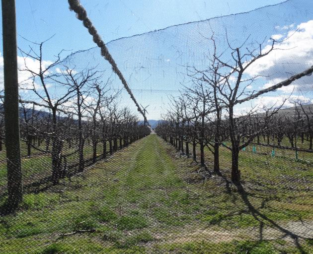A netted cherry orchard in the Cromwell Basin. PHOTO: MARK PRICE