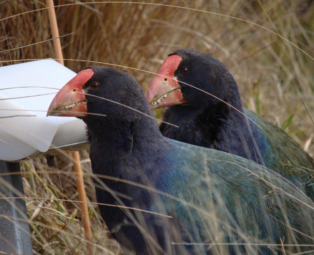 Tumanako and partner Bendigo on the supplementary feeder at Burwood. Photo: Eeva-Katri Kumpula 