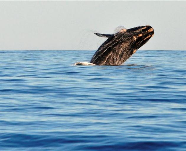 A southern right whale breaches off Taiaroa Head. Photo: Dr Will Rayment