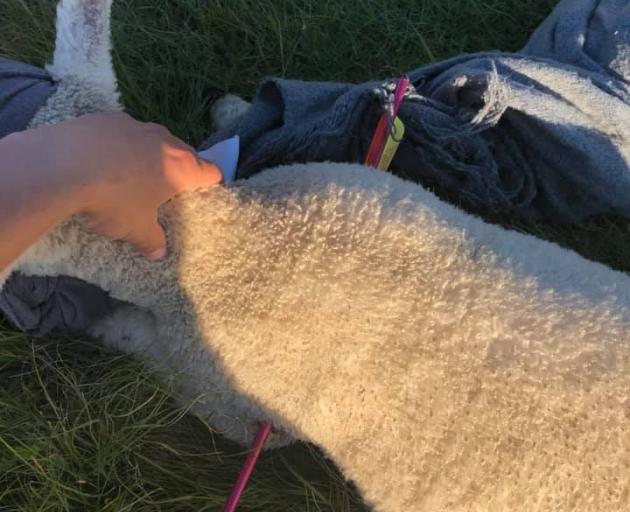 The lamb was injured after being shot by an arrow. Photo: Facebook