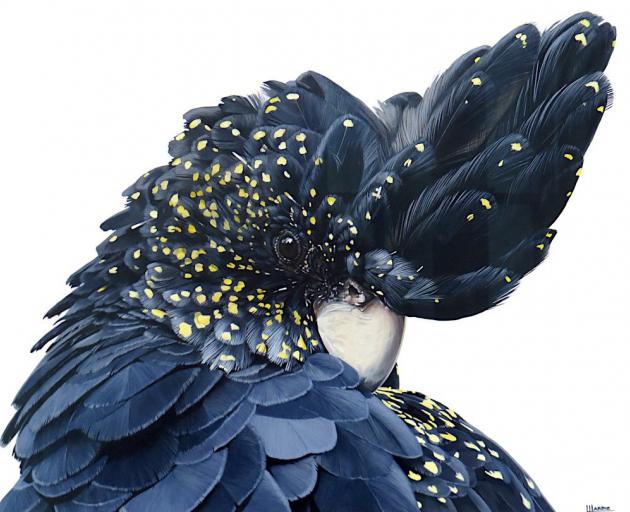 Black Cockatoo, by Laura Hardie