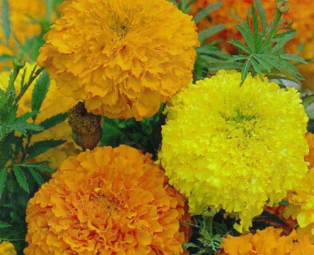 Marigolds sown under cover in August are now ready to transplant to the garden. Photo: Supplied 