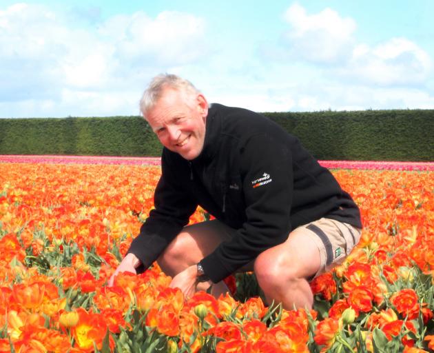 Triflor NZ Operations manager Rudi Verplancke says the combination of fertile soils, good drainage and temperatures mean Southland is perfect for growing tulips. Photo: Luisa Girao
