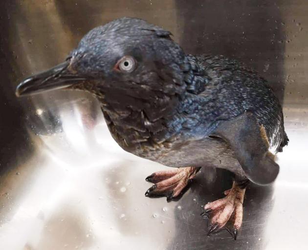 An oiled little penguin, found by Oamaru Blue Penguin Colony staff at Oamaru Harbour on Tuesday...