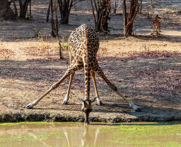Assuming the yoga position, the "waterhole bend," this giraffe gets a drink at Bilimungwe,...