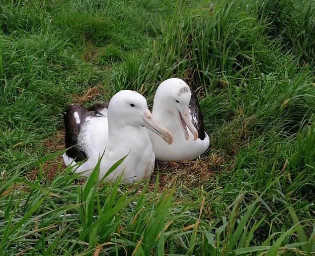 Rob (left) the albatross shacks up with a new mate. Photo: Department of Conservation