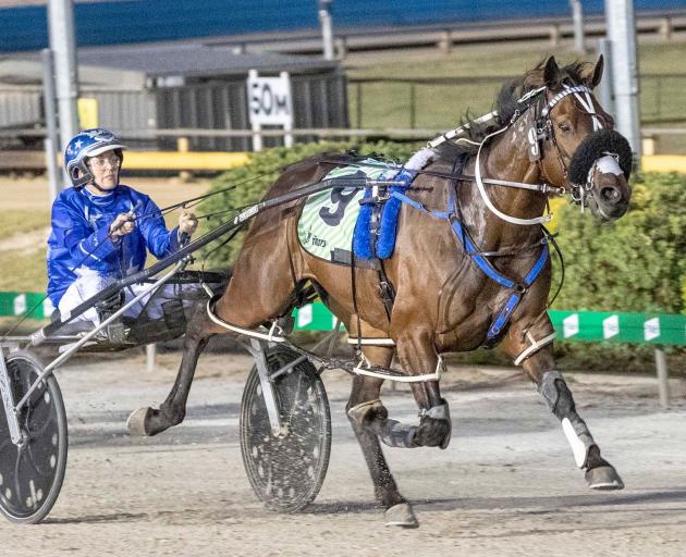 Spankem will attempt to add the Taylor Mile to his Miracle Mile title at Alexandra Park tonight....