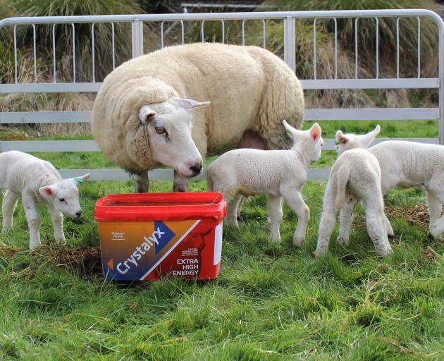 These quads at Cromarty Texel Stud, in Invercargill, are looking well-muscled and meatier, thanks to imported semen from Scottish studs. Photo: Supplied