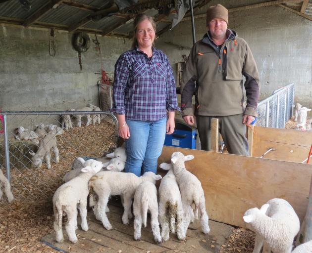 Investment In Lamb Rearing Pays Off Otago Daily Times Online News