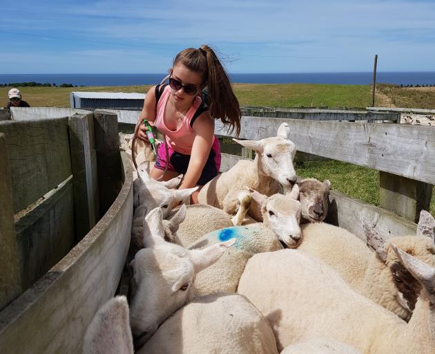 Jenna Clearwater (12) drenches a mob of ewes. Photos: Supplied