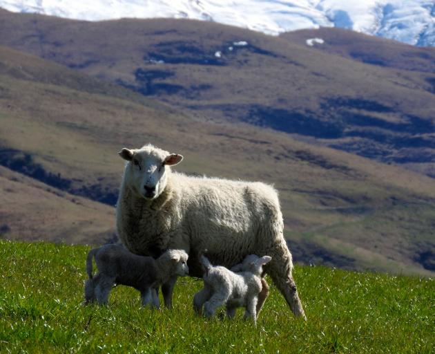 Texel Coopworth and Coopdale genetics play a major role in James Edgar's sheep farming operation. Photos: Supplied