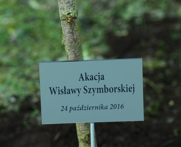 A tree planted for Wislawa Szymborska in Krakow. Photo: Getty Images 
