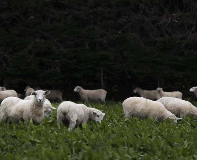 Alliance Group says the Te Mana and Silere lamb programmes show red meat can be differentiated to...