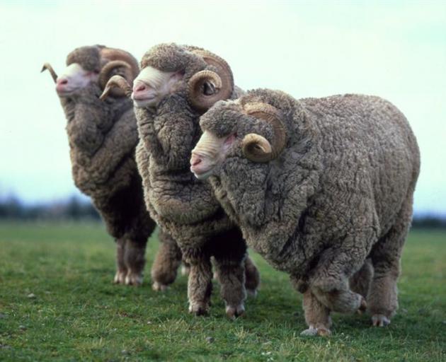The New Zealand merino industry is facing increased pressure from competing land use and...
