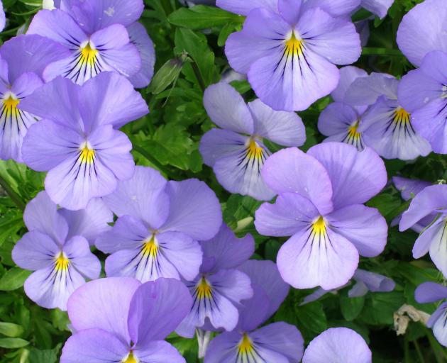 Violas have little flavour but are very decorative.
