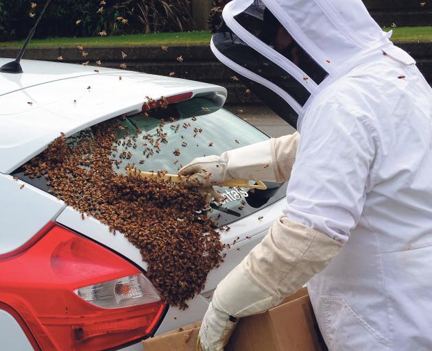 Bees in Greymouth found themselves at home on a car. Photo: Greymouth Star