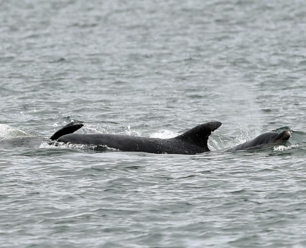 Dolphins have been seen in Otago Harbour last night and this morning. Photo: Peter McIntosh