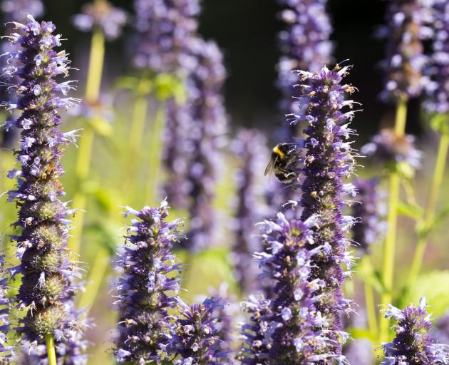 Agastache. Photos: Getty Images 