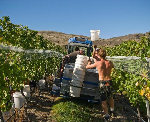 Harvest at Akarua, Central Otago. PHOTO: SUPPLIED