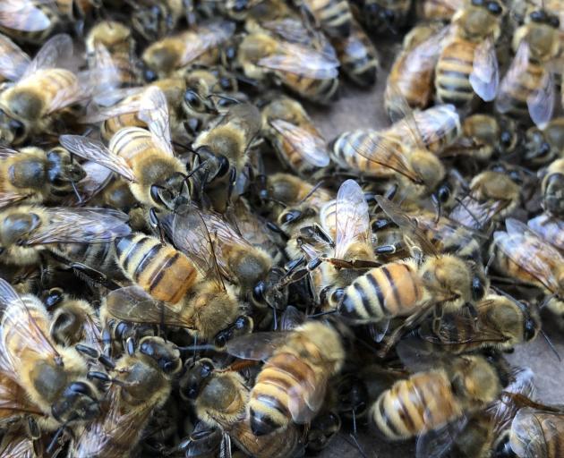 Southland is experiencing bee swarms as the warmer weather hits.
