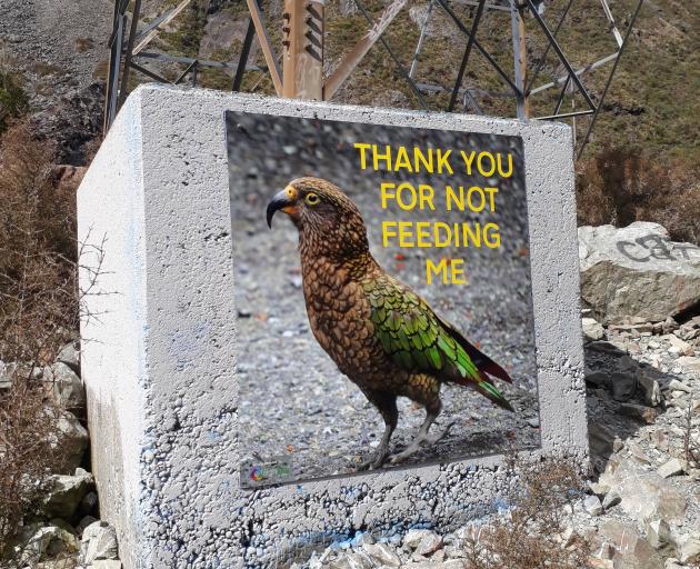 This sign, which was designed to improve kea numbers in Arthur's Pass, is now missing.