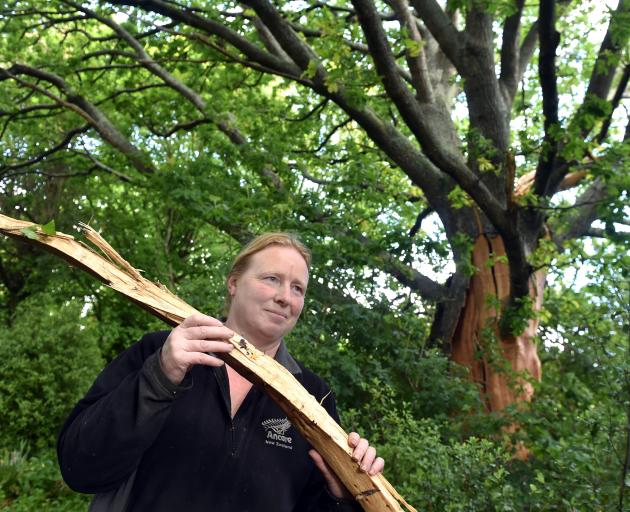 Shelli Mears holds a piece of a 100-year-old oak tree on her Palmerston farm that was hit in a...