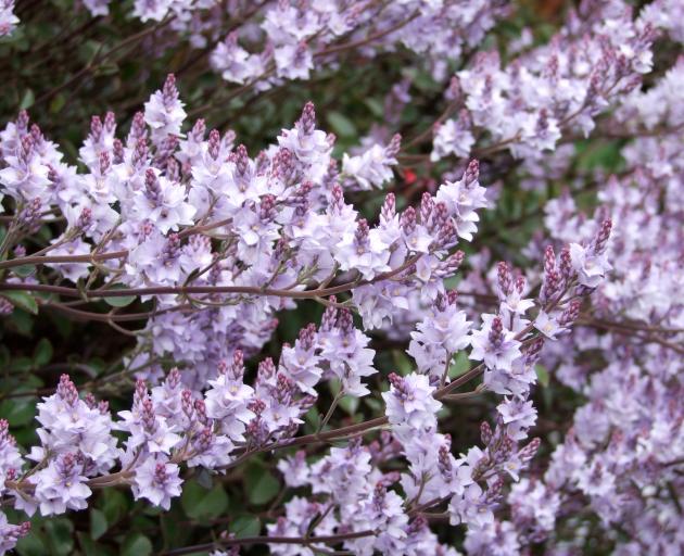 Lilacs can be pruned when flowering has finished. Photo: Gillian Vine 