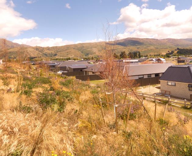 It is understood plantings on a berm at Cromwell’s Gair Ave subdivision have not been watered for...