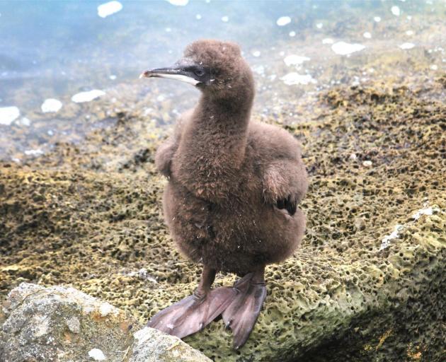 In November, Otago shag chicks, like this one, can and do fall off Sumpter Wharf before they are able to fly and become trapped on the rocks at the base of the wharf.  Photo: Hamish MacLean