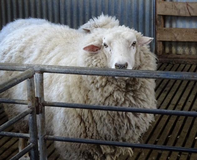 A sheep waits for its annual haircut at a farm in Dalefield, near Queenstown. Photo: Tracey Roxburgh
