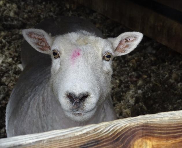 A newly shorn sheep waits to join its friends. Photo: Tracey Roxburgh A newly shorn sheep waits to join its friends. Photo: Tracey Roxburgh