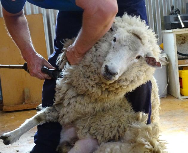A pet sheep goes in for her annual haircut by a professional, before Queenstown reporter Tracey Roxburgh had a go on the handpiece. PHOTO: TRACEY ROXBURGH