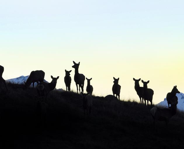 Red deer silhouetted against the gathering gloom on the outskirts of Te Anau. Photo: Stephen...