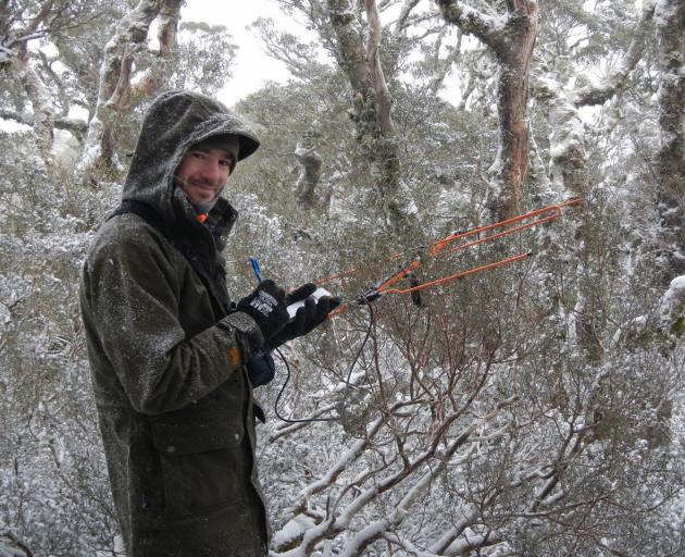 Doc Fiordland kiwi ranger Tim Raemaekers tracks adult tokoeka kiwis to their nests. PHOTO: PETA...