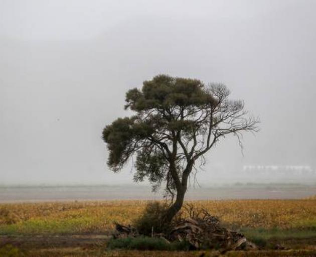 The tree back in March this year. Photo / Paul Taylor