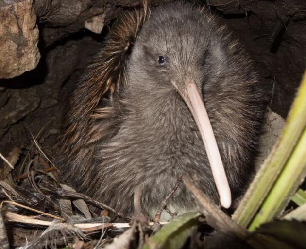 A Southern Fiordland tokoeka kiwi sits on its egg. PHOTO: ANDREW DIGBY

