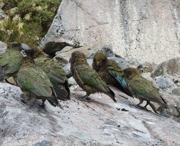 A gathering or circus of kea. PHOTOS: GEORGIE MCATEER