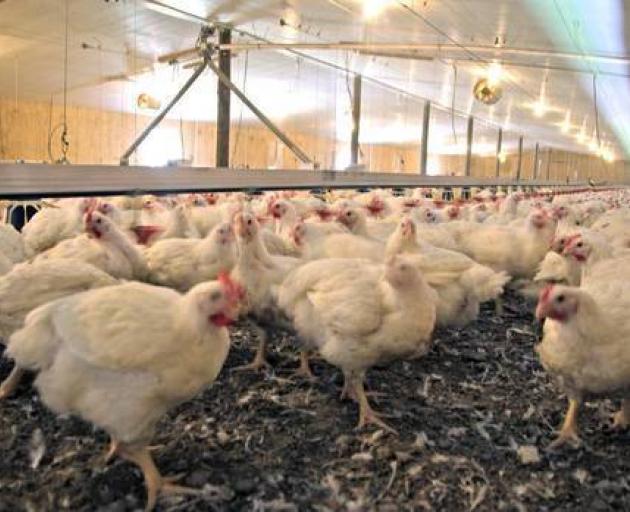 Some 180,000 chickens reportedly died of suffocation following a power cut at a Helensville farm....