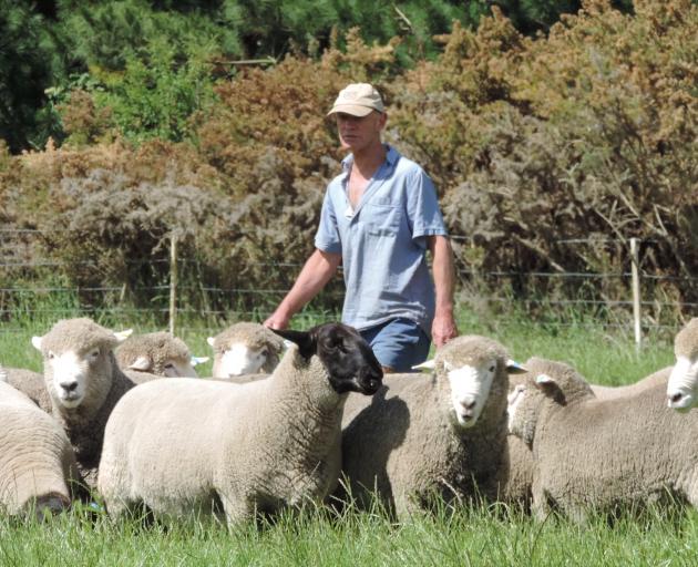 The Ross family, from Hakataramea, has been breeding stud sheep for more than six decades. Eric Ross recently topped the Canterbury A&P Association’s elite ram and ewe sale, selling a Suffolk ram for $12,500. Photos: Sally Brooker