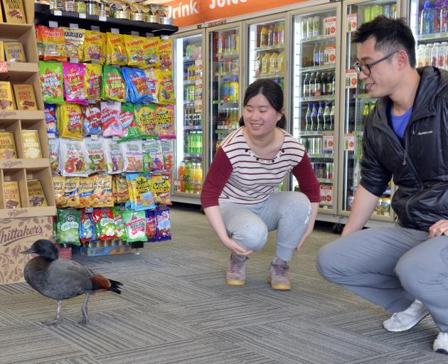Stella Zou and Ken Lin, of the City Mini Market, enjoy their close encounter with a visiting duck...