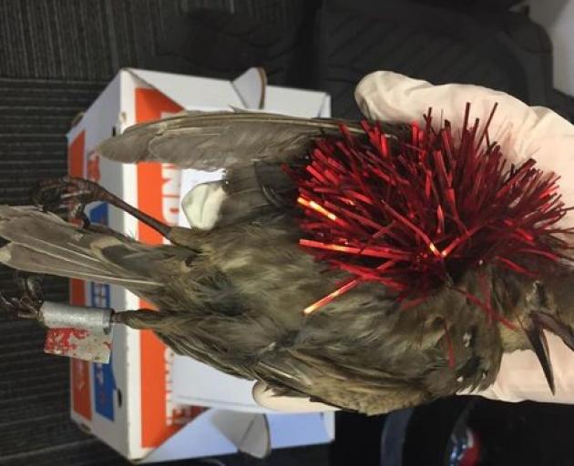 Sparrows in Kilbirnie have been found with Christmas decorations on them, like this one last year. Photo / Supplied