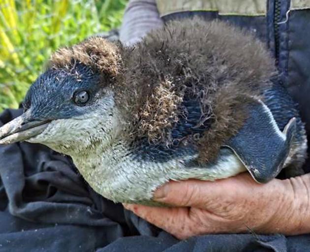 A penguin in heavier days. Photo: Supplied