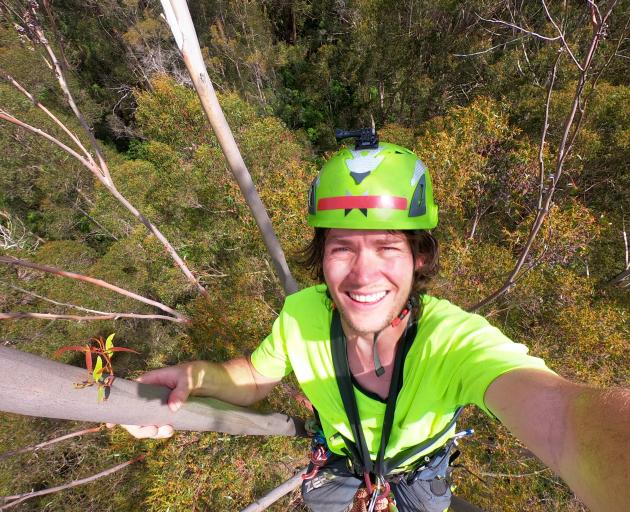 Enjoying the view from the top of New Zealand’s tallest tree. Photos: Jacob McSweeny