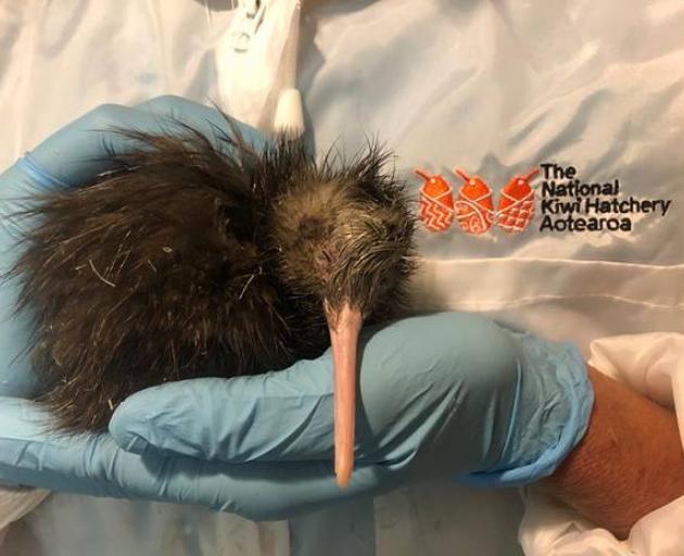 The National Kiwi Hatchery Aotearoa has welcomed its 2020th kiwi chick. Photo / Supplied