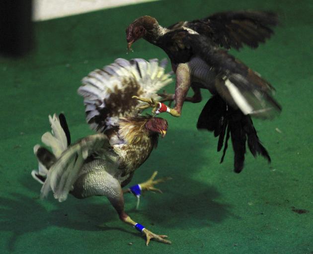 Roosters fight during the IV World Cockfighting Championship in Cali. Photo: Reuters