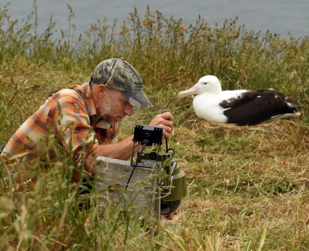 Cornell University’s Charles Eldermire tinkers with the Royal Cam at the Dunedin’s albatross...