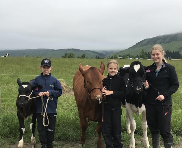 Practising their calf-handling prowess are (from left) Jake Eden, Ebony Eden (both 10, of Balfour) and Emily Agnew (16), of Mataura. Emily borrows calves from the Eden family to take to shows to compete in calf-handling and herdsman competitions. Photo: S