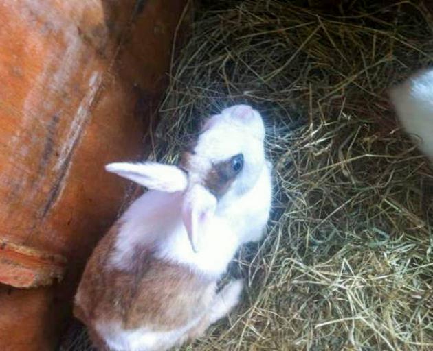 Lily the stolen Netherland Dwarf. Photo: Supplied