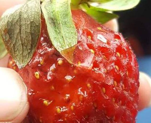 Glass was found on strawberries purchased at Pak'nSave. Photo: Supplied